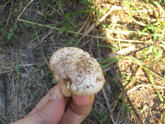 Agaricus campestris
