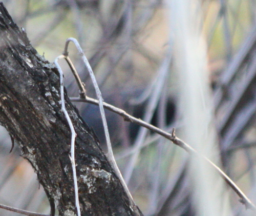 Melanotis caerulescens