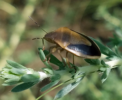Chlorochroa osborni