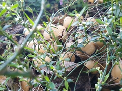 Coprinellus micaceus