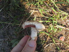 Agaricus campestris