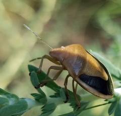 Chlorochroa osborni