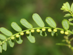 Phyllanthus urinaria hookeri