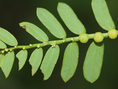 Phyllanthus urinaria hookeri