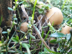 Coprinellus micaceus