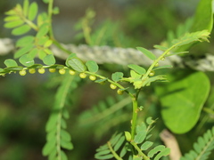 Phyllanthus urinaria hookeri