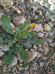 Urospermum picroides