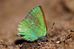 Callophrys rubi
