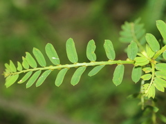 Phyllanthus urinaria hookeri