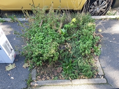 Coprinellus micaceus