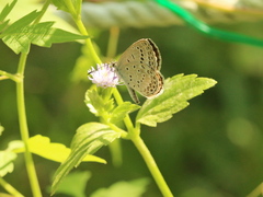 Pseudozizeeria maha okinawana