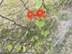 Ipomoea hederifolia