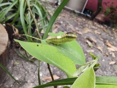 Protographium epidaus
