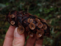 Ciboria rufofusca