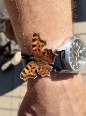 Polygonia
