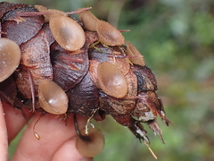 Ciboria rufofusca