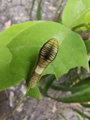 Protographium epidaus