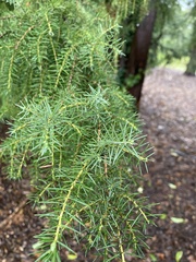 Juniperus rigida