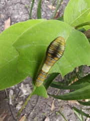 Protographium epidaus