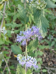 Caryopteris incana