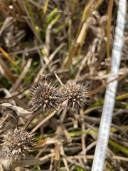 Sparganium americanum