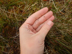 Poa arctica