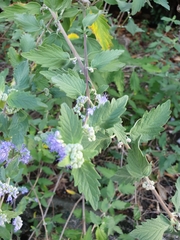 Caryopteris incana