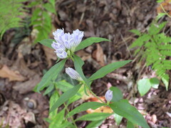 Gentiana decora