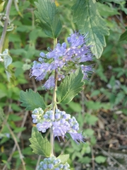 Caryopteris incana