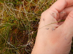 Poa arctica