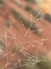 Sporobolus cryptandrus