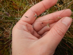 Poa arctica
