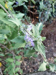 Caryopteris incana