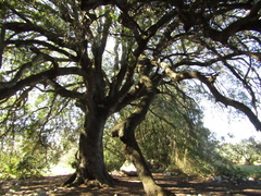 Quercus ilex