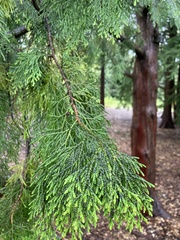 Thuja standishii