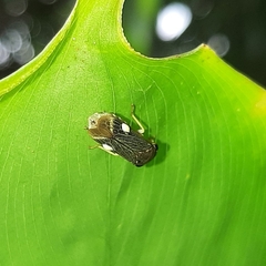 Proconiini