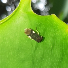 Proconiini