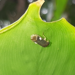 Proconiini