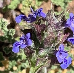 Salvia columbariae