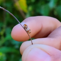 Campopleginae