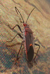 Leptocoris mitellatus