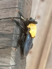 Hyperechia bomboides