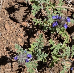 Salvia columbariae
