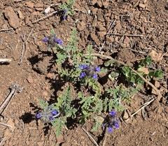 Salvia columbariae