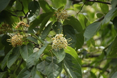Reevesia pubescens