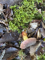 Xerocomellus pruinatus