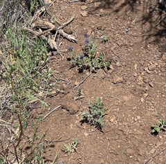 Salvia columbariae