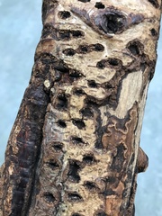Biscogniauxia marginata