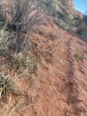 Sporobolus cryptandrus