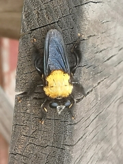 Hyperechia bomboides